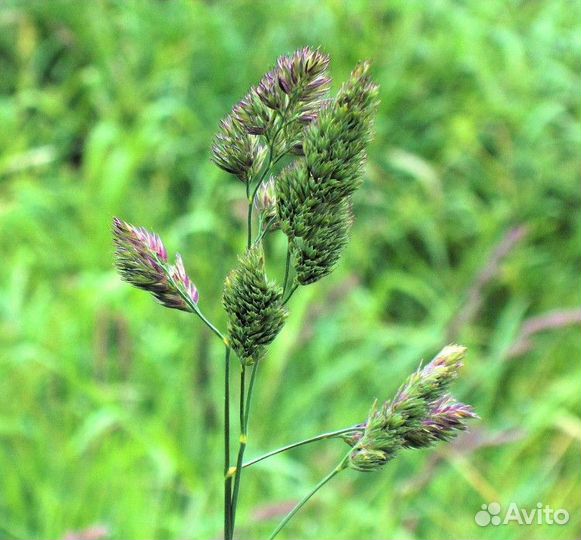 Семена - Ежа Сборная