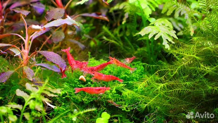 Креветки Вишни