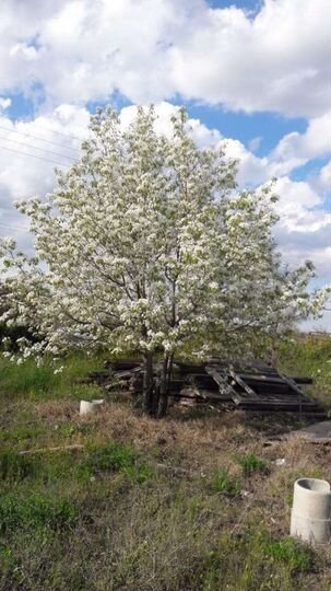 Участок 6,4 сот. (ИЖС)