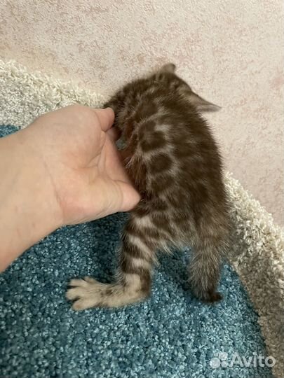 Бенгальская девочка