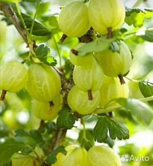 Саженцы крыжовника