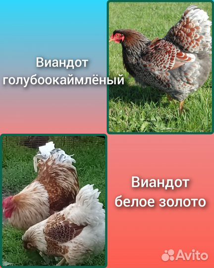 Ия Виадонт