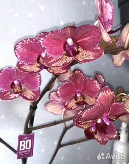 Орхидея Интрига 12/45см