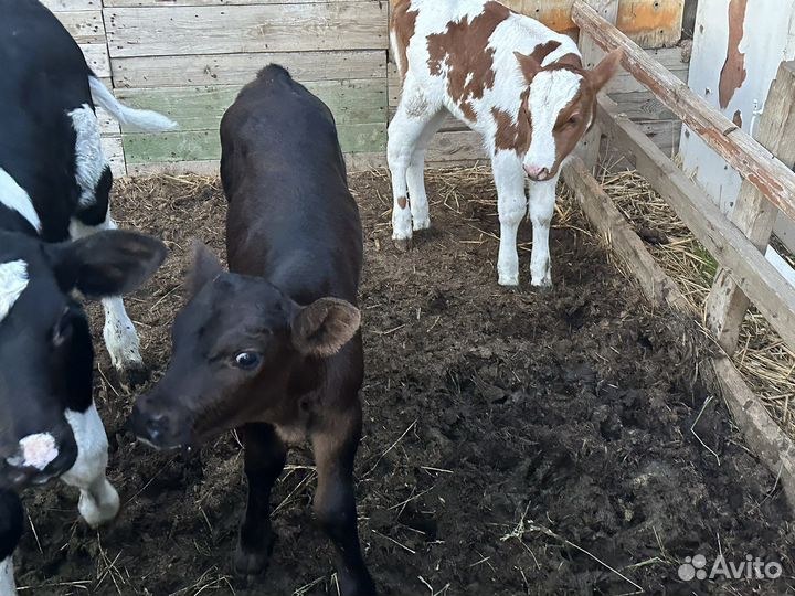 Коровы дойные телята