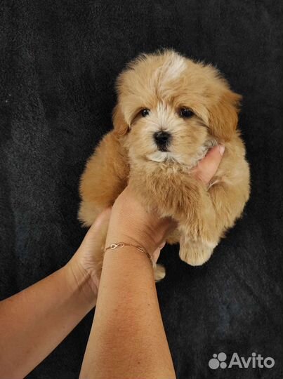 Щенки Мальтипу Ф1 с родословной