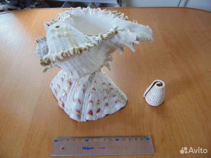 Сувенир Океанские ракушки