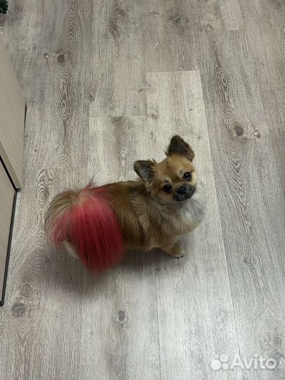 Вязка помчи