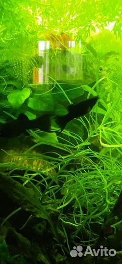 Аквариумные рыбки и растения