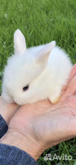 Белоснежные голубоглазые карликовые кролики