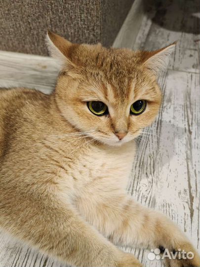 Кошка британская золотая шиншилла