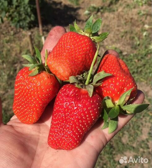 Рассада клубники лючия