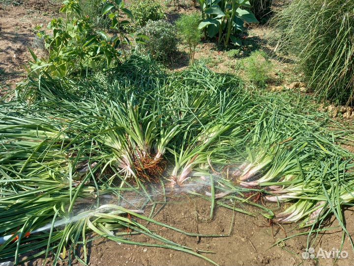 Книфофия,канны рассада-детки