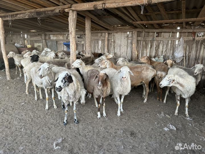 Овцы бараны ягнята