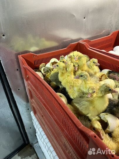 Утята, гусята