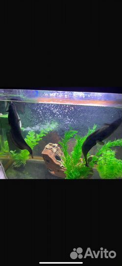 Сомики мешкожаберные