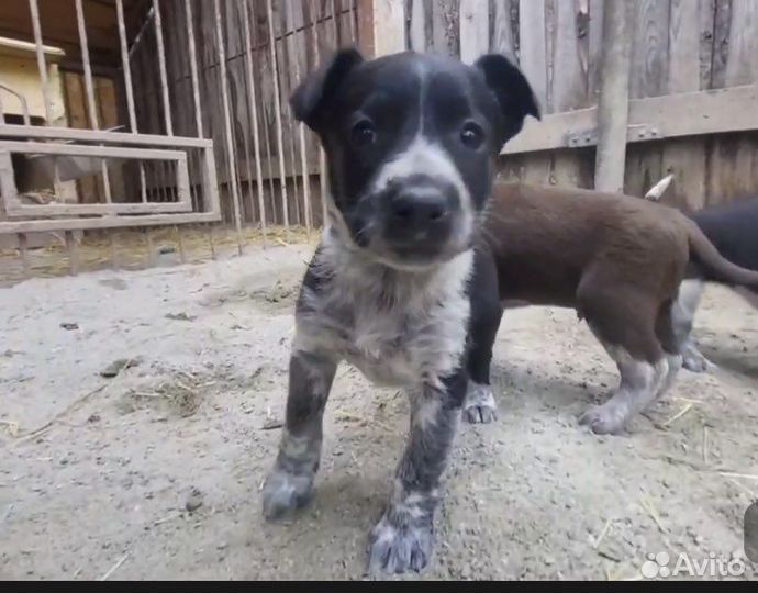 Щенки разные в добрые руки