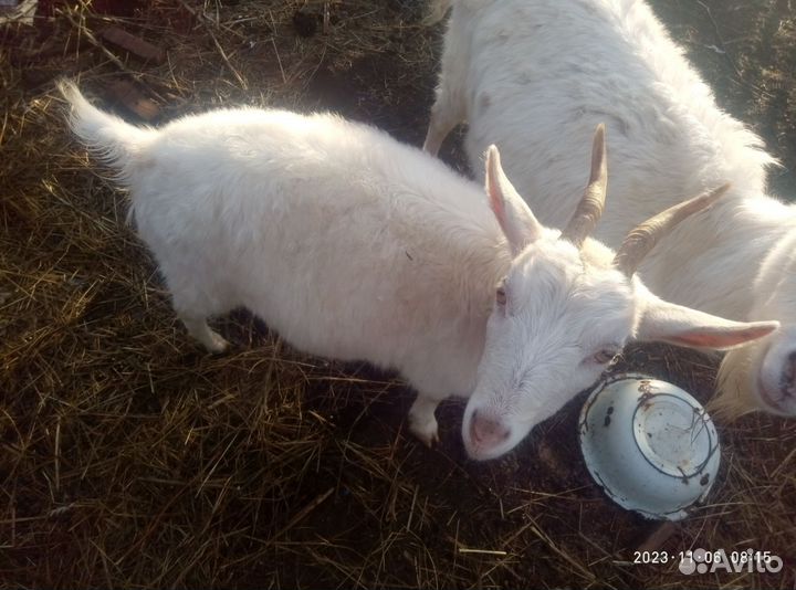 Коза дойная