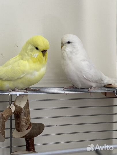 Попугаи ввп чехи