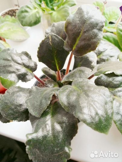 Цветущие фиалки