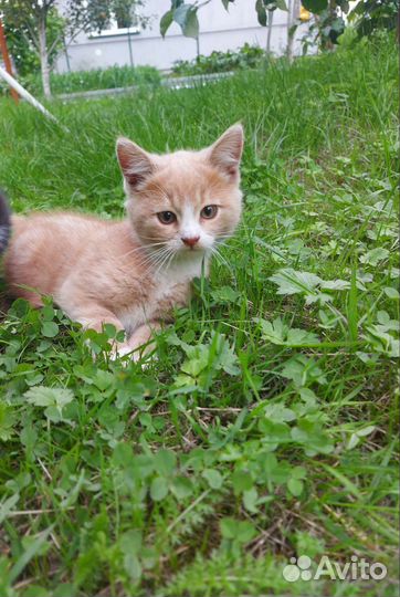 Персиковая девочка