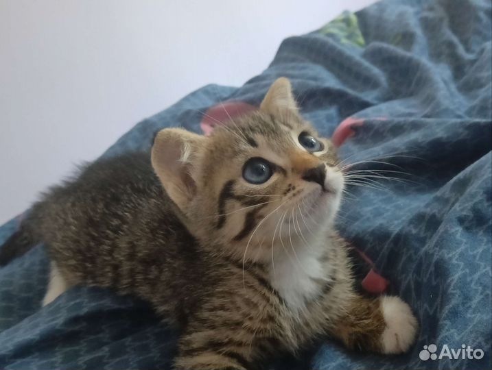 Котенок в добрые руки