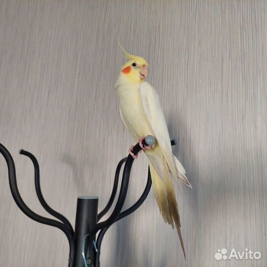 Попугай Корелла мальчик