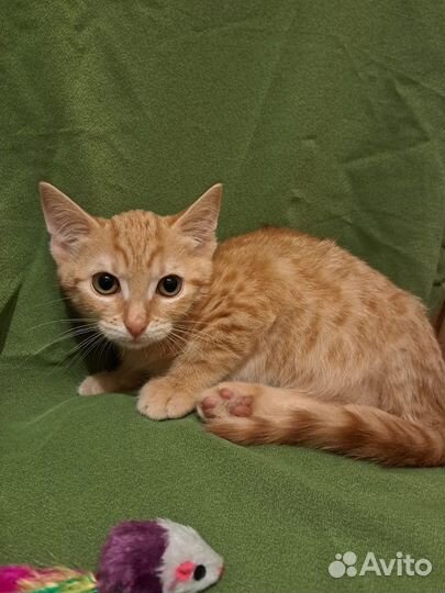 Солнечный мальчик ищет дом