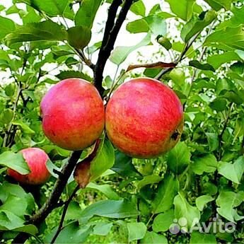 Саженцы Яблоня Горнист