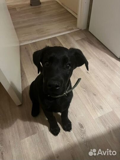 Чистокровные лабрадоры