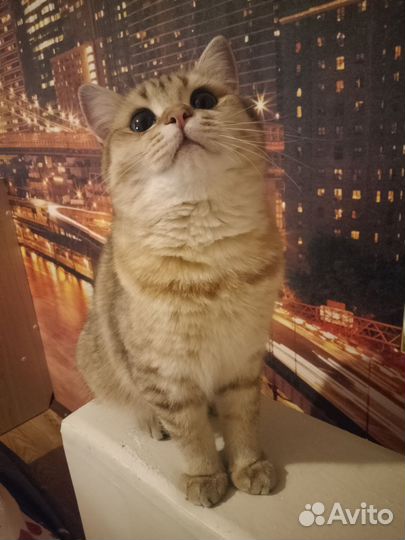 Шотландская золотая шиншилла вязка