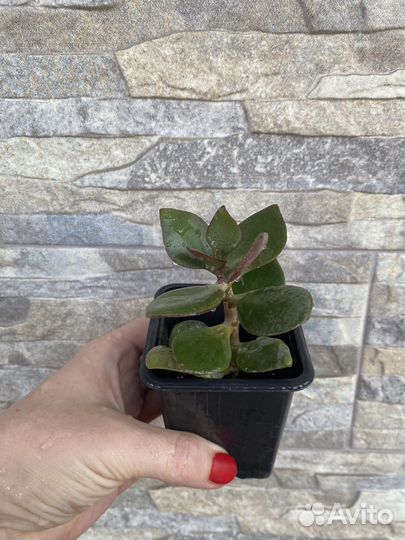 Дерево красула