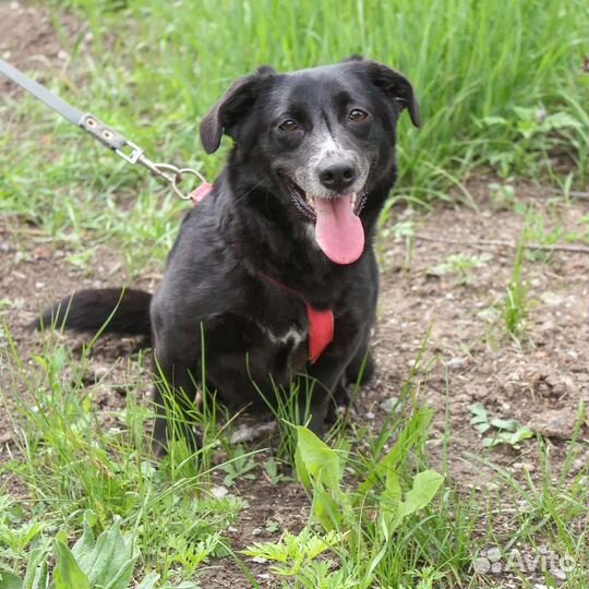 Стерилизованная собачка Черничка