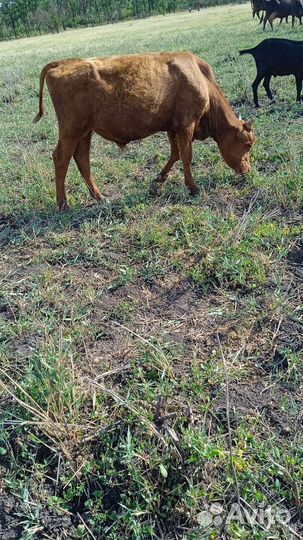 Корова стельная дойная