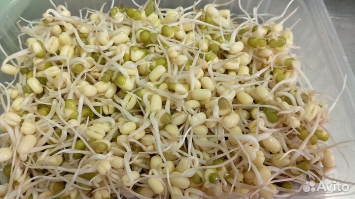 Микрозелень,проростки Маш,ростки овес для животных