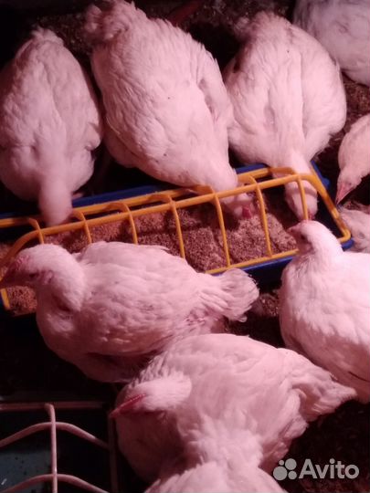 Куры бройлеры