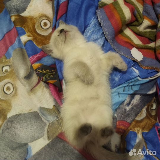 Отдам в добрые руки котёнка (девочка)