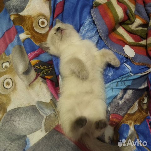 Отдам в добрые руки котёнка (девочка)