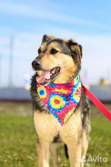 Ферзь в поисках дома