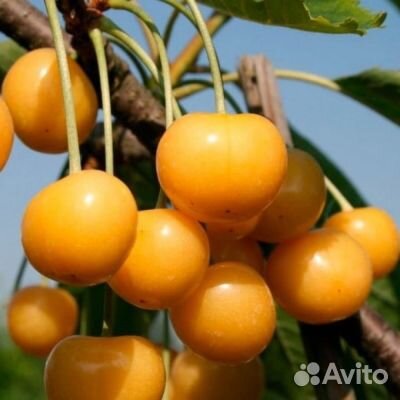 Саженцы черешни