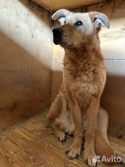 Слепой старичок никому не нужен