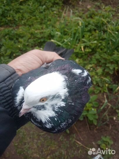 Продажа николаевских голубей