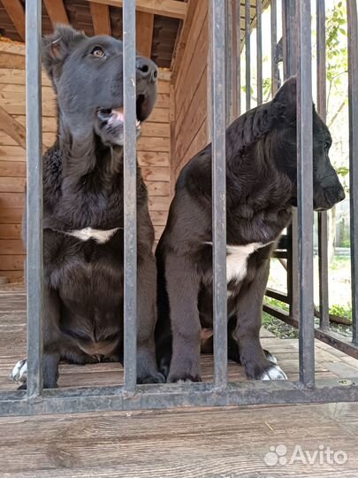 Щенки сао алабай