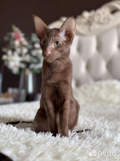 Ориентальные котята