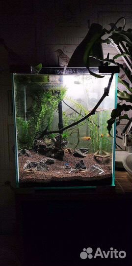 Аквариум