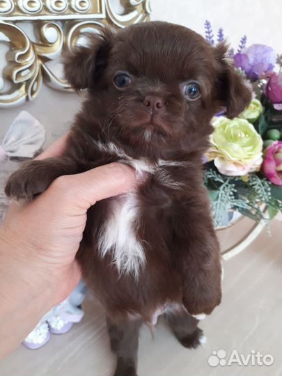 Чихуахуа - шоколадочки