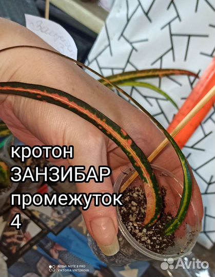 Кротоны кодеиумы разные