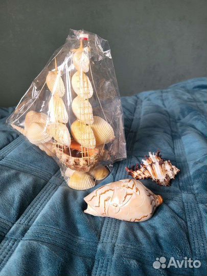 Морские ракушки раковины сувениры для аквариума