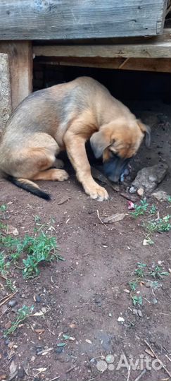 Собаки бесплатно