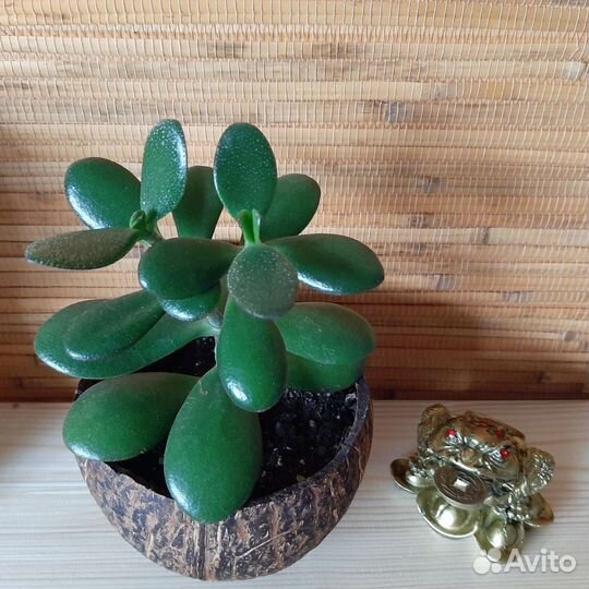 Денежное дерево и жаба