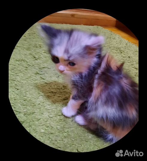 Котята в дар